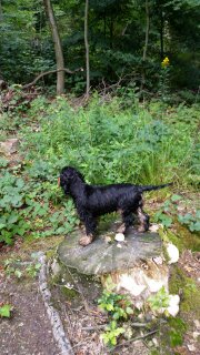 2015-08-15-D-Wurf-Dorle-im Wald-1