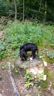 2015-08-15-D-Wurf-Dorle-im Wald-2