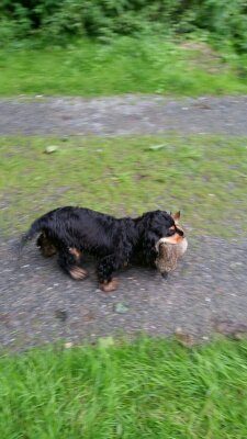 2015-10-22-D-Wurf-Dorle-Beim Apportieren