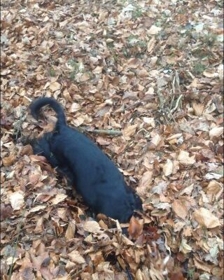 2015-12-06-D-Wurf-Dorle im Wald-1