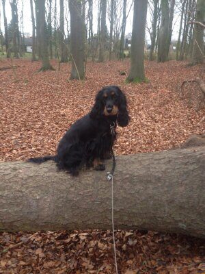 2015-12-06-D-Wurf-Dorle im Wald-2