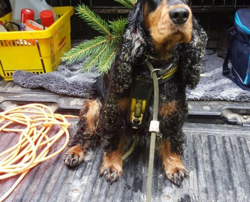 2017-08-28-D-Wurf-Dorle-Brauchbarkeitspruefung bestanden