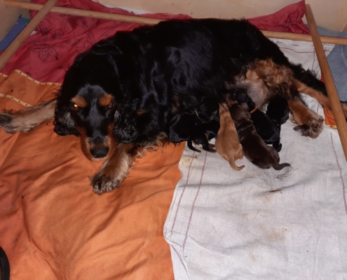 2021-03-14-G-Wurf-Allgemein-2