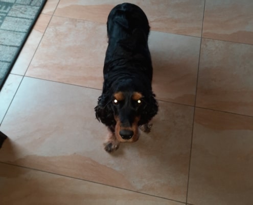 2021-03-16-Deena nach G-Wurf wieder schlank-1