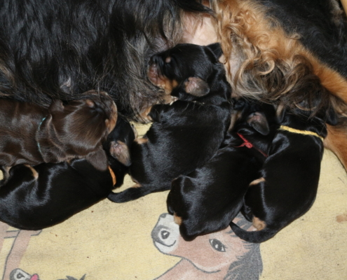 2021-03-20-G-Wurf-Allgemein-10