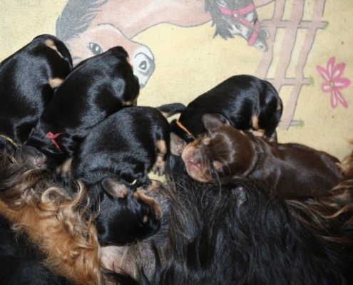 2021-03-20-G-Wurf-Allgemein-12