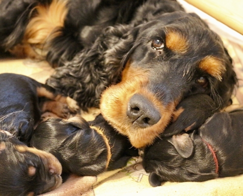 2021-03-20-G-Wurf-Allgemein-14