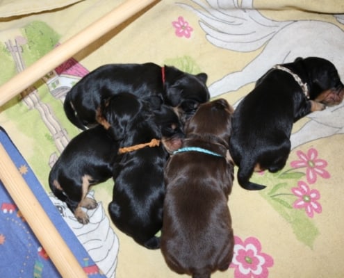 2021-03-20-G-Wurf-Allgemein-2