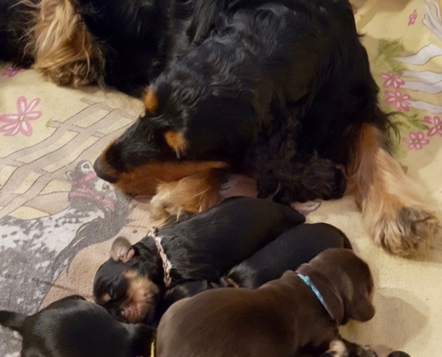 2021-03-20-G-Wurf-Allgemein-20