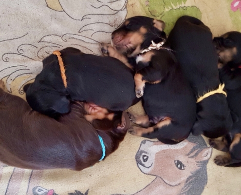 2021-03-20-G-Wurf-Allgemein-22