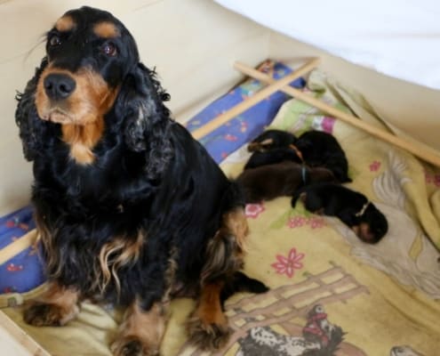 2021-03-20-G-Wurf-Allgemein-4