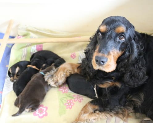 2021-03-20-G-Wurf-Allgemein-7