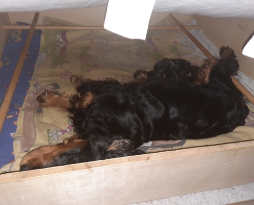 2021-03-21-Wurfkiste Nachts-2