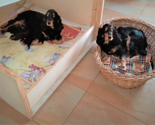 2021-03-23-G-Wurf-Allgemein-Deena mit G-Wurf & F-Wurf-Frida-1