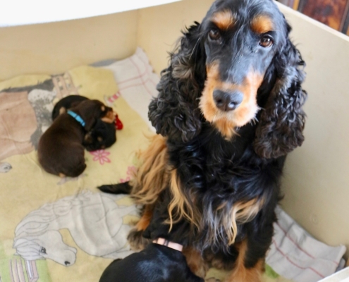 2021-04-02 - G-Wurf - Allgemein - 1