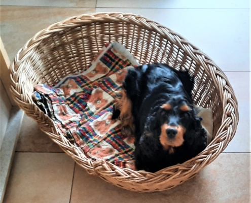 2021-04-02-G-Wurf-Allgemein-2