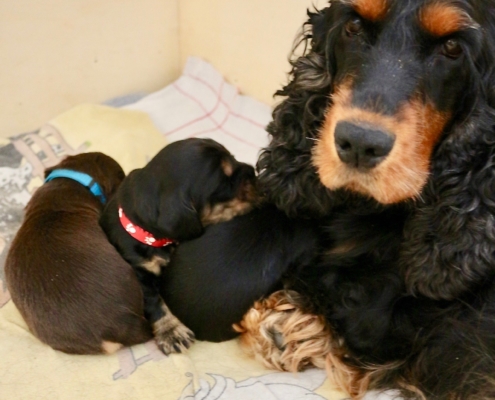 2021-04-02 - G-Wurf - Allgemein - 2