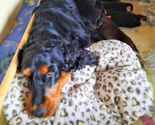 2021-04-02-G-Wurf-Allgemein-3