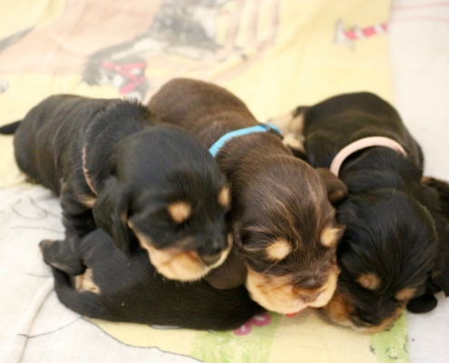 2021-04-02 - G-Wurf - Allgemein - 5