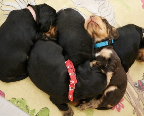 2021-04-02 - G-Wurf - Allgemein - 7