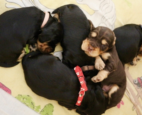 2021-04-02 - G-Wurf - Allgemein - 8