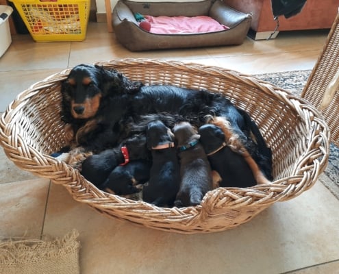 2021-04-06-G-Wurf-Allgemein-2