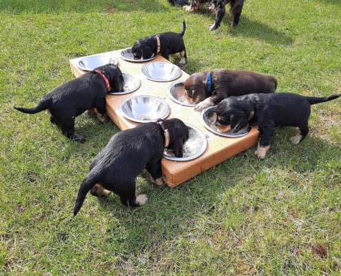 2021-04-15-G-Wurf-Am Fressen-1