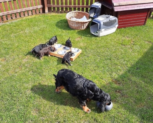 2021-04-15-G-Wurf-Am Fressen-3