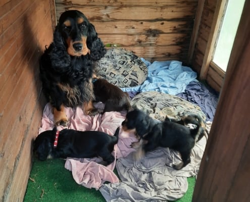 2021-04-19-G-Wurf-Hundekuschelecke-2