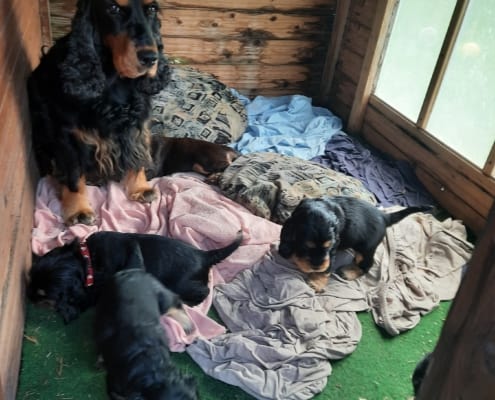 2021-04-19-G-Wurf-Hundekuschelecke-3