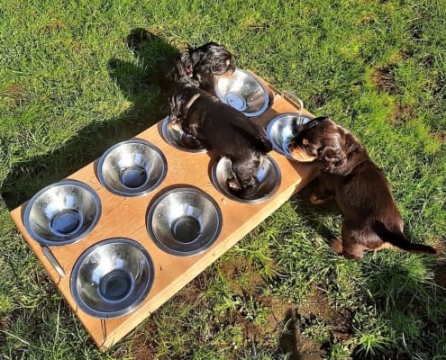 2021-04-20-G-Wurf-Fressen-5