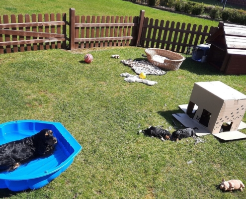 2021-04-20-G-Wurf-Im Welpenauslauf-4