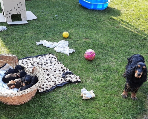 2021-04-20-G-Wurf-Im Welpenauslauf-5
