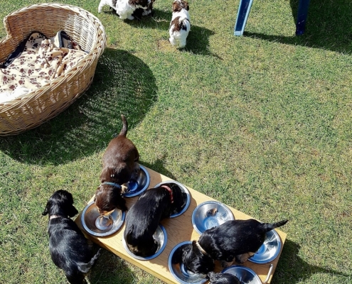 2021-04-24-G-Wurf-Cocker u Havaneser-2