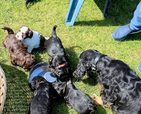 2021-04-24-G-Wurf-Cocker u Havaneser-4