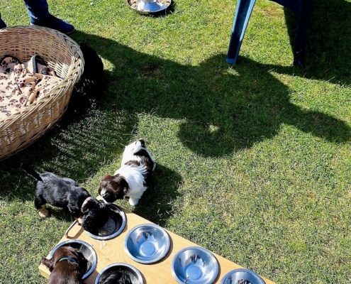 2021-04-24-G-Wurf-Cocker u Havaneser-7