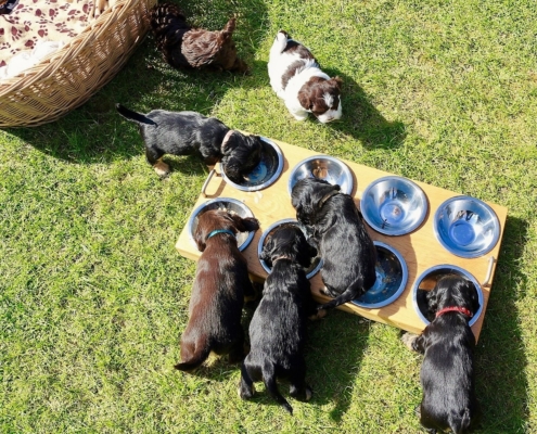 2021-04-24-G-Wurf-Cocker u Havaneser-8