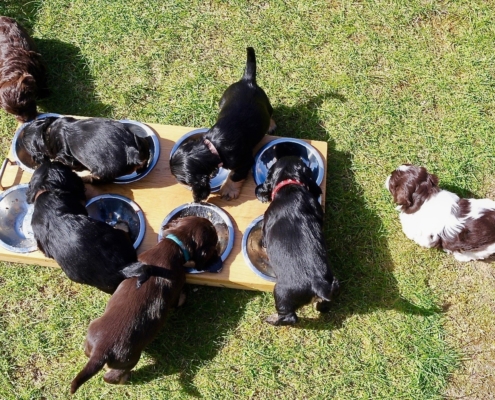 2021-04-24-G-Wurf-Cocker u Havaneser-9