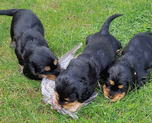 2021-04-24-G-Wurf-Kampf um Taubenschwinge-1