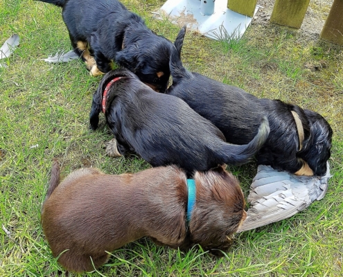 2021-04-24-G-Wurf-Kampf um Taubenschwinge-3