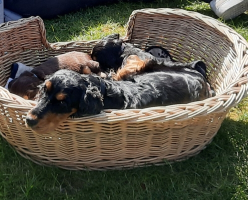 2021-04-24-G-Wurf-Mit Mama Deena im Koerbchen