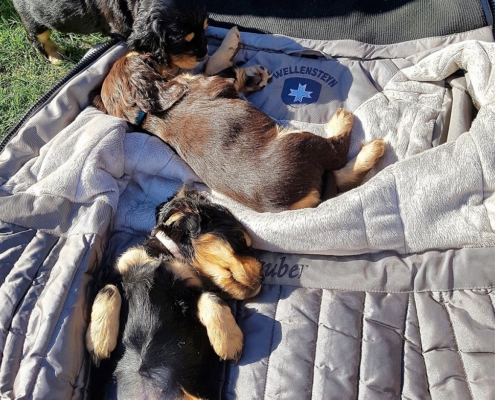 2021-04-24-G-Wurf-Nadine u Welpen-5