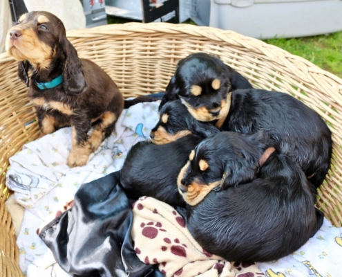 2021-05-01 - G-Wurf - Allgemein - 14