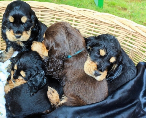 2021-05-01 - G-Wurf - Allgemein - 17