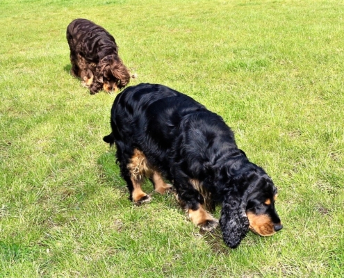 2021-05-01 - G-Wurf - Allgemein - 33