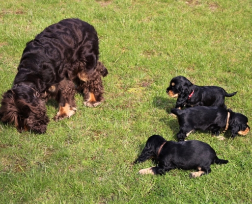 2021-05-01 - G-Wurf - Allgemein - 36