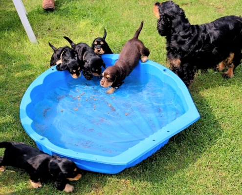 2021-05-01 - G-Wurf - Allgemein - 4