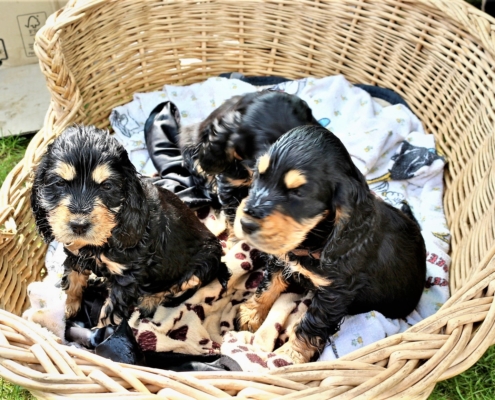 2021-05-01 - G-Wurf - Allgemein - 9