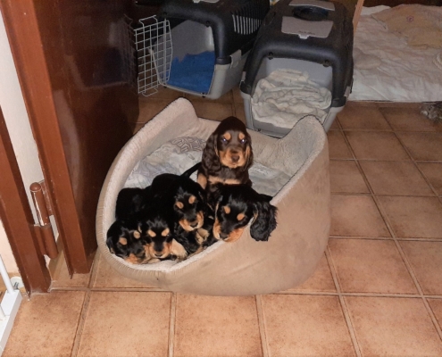 2021-05-05-G-Wurf-Kuscheln im Körbchen-3