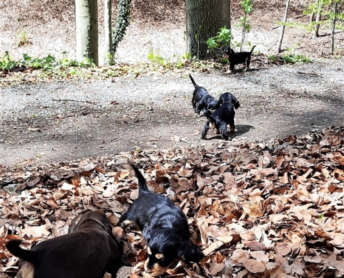 2021-05-06-G-Wurf-Im Wald-1